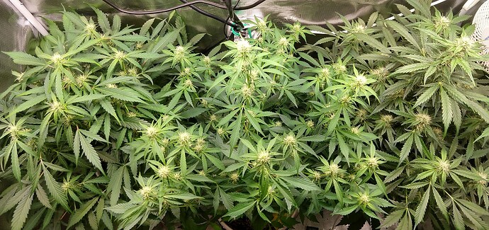 419d8dc008150fd46f869a4070b55ccb38b68eaf_2_690x325 419d8dc008150fd46f869a4070b55ccb38b68eaf_2_690x325