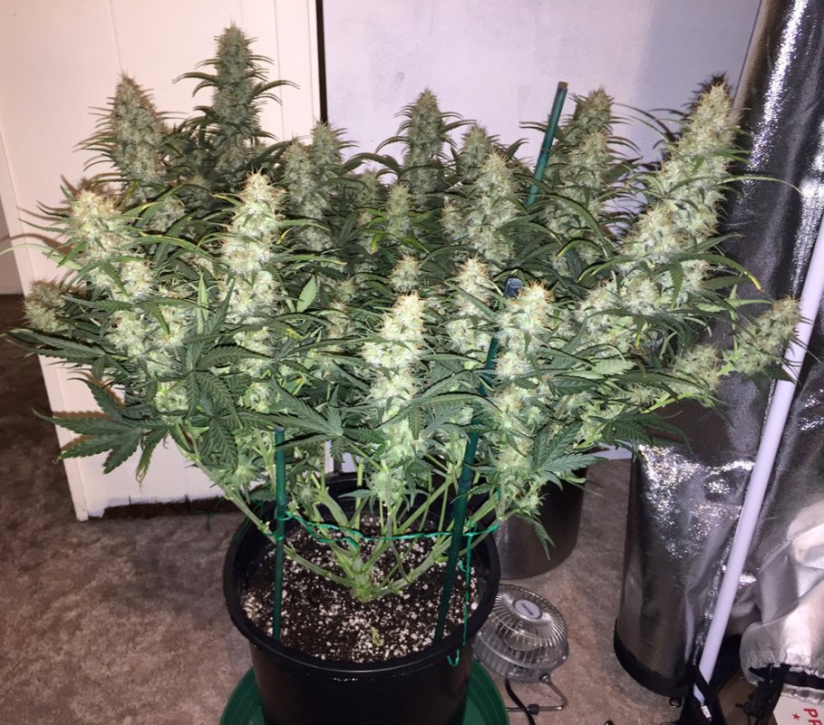 00-seeds-auto-chocolate-skunk.jpg