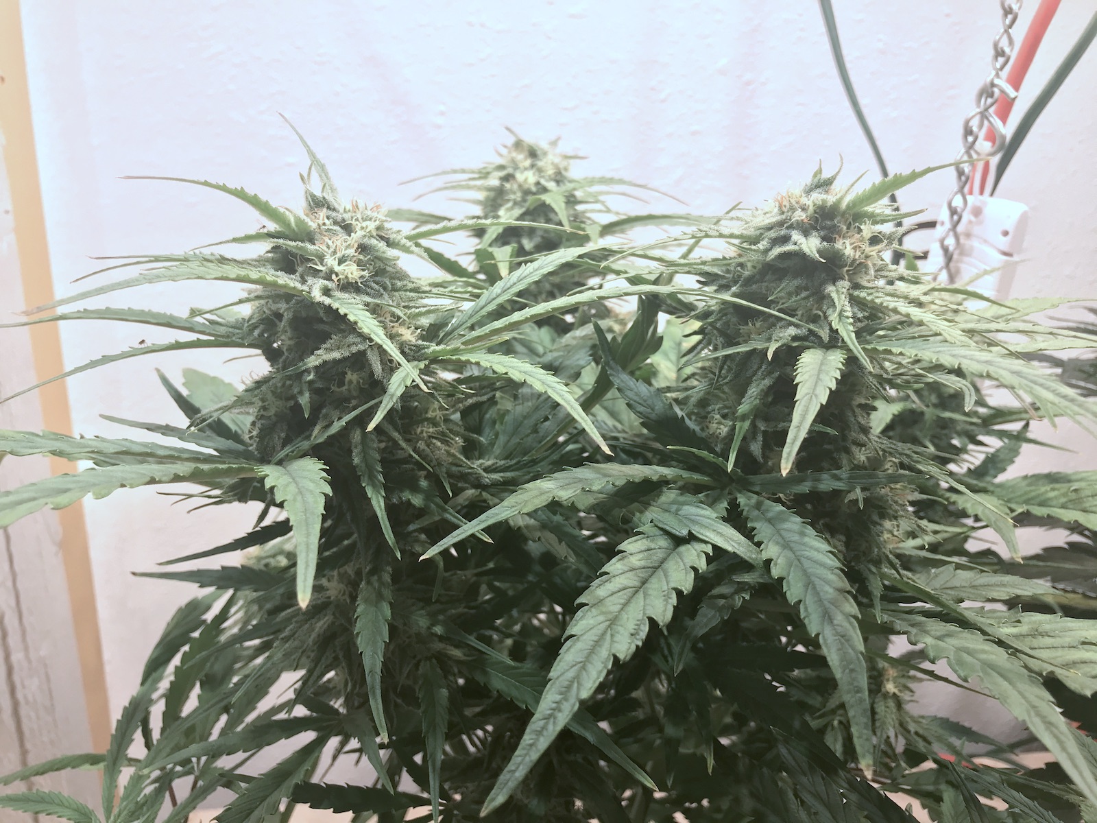 01.01.21_gw-topbuds.jpg