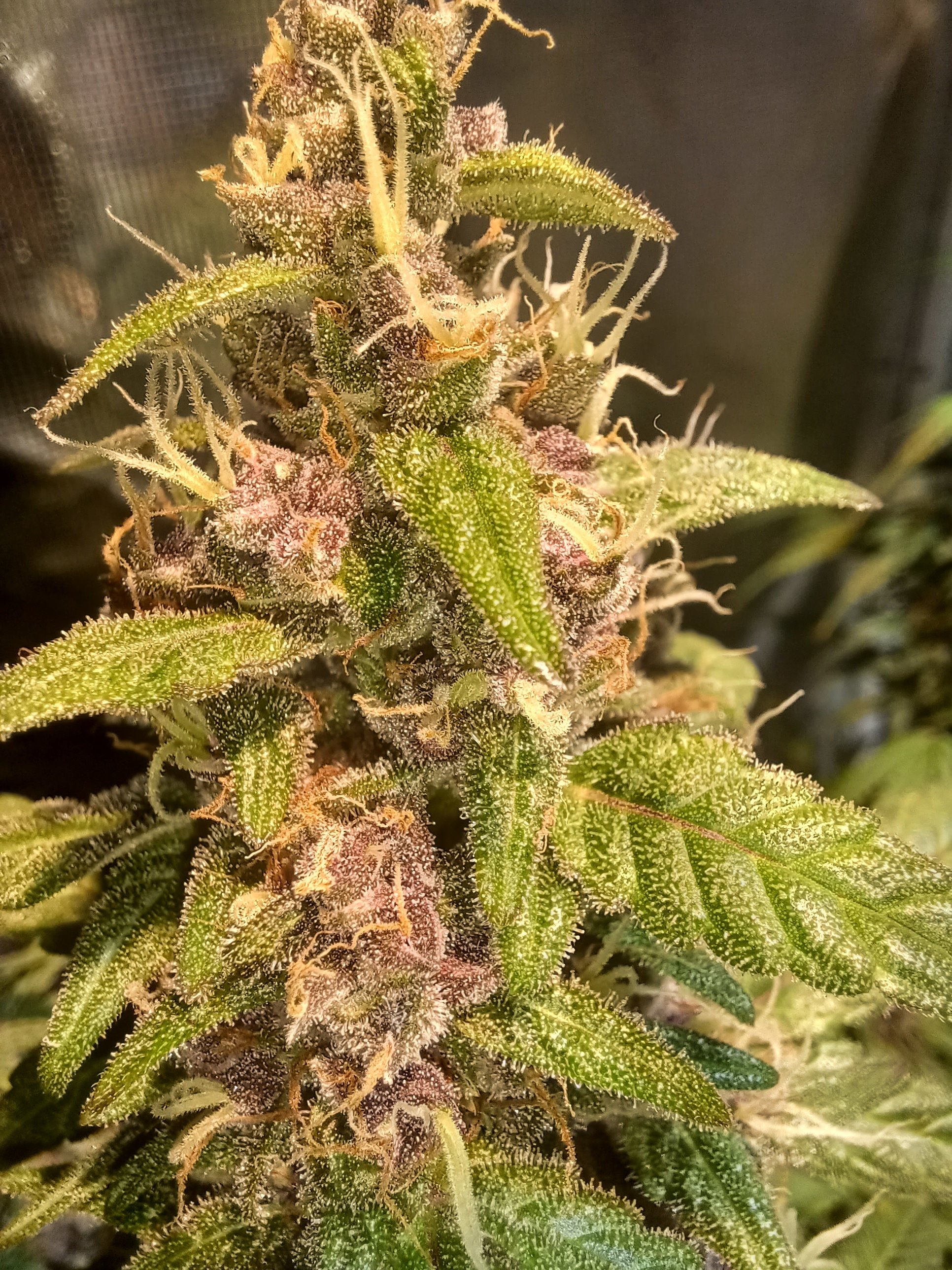 01-16-22_B1_D74_#1 Cola Macro.jpg