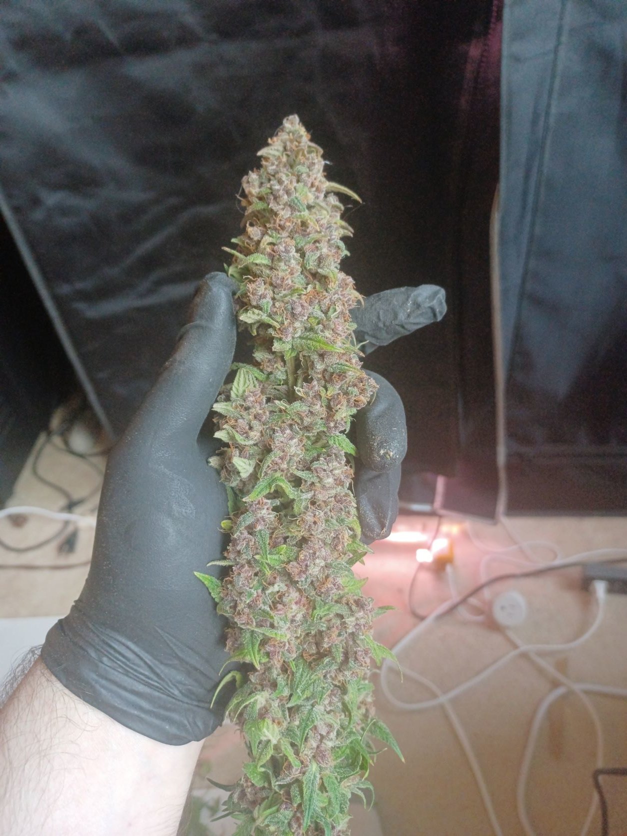 01-30-22_B1_D88_#1_Bud_Trimmed.jpg