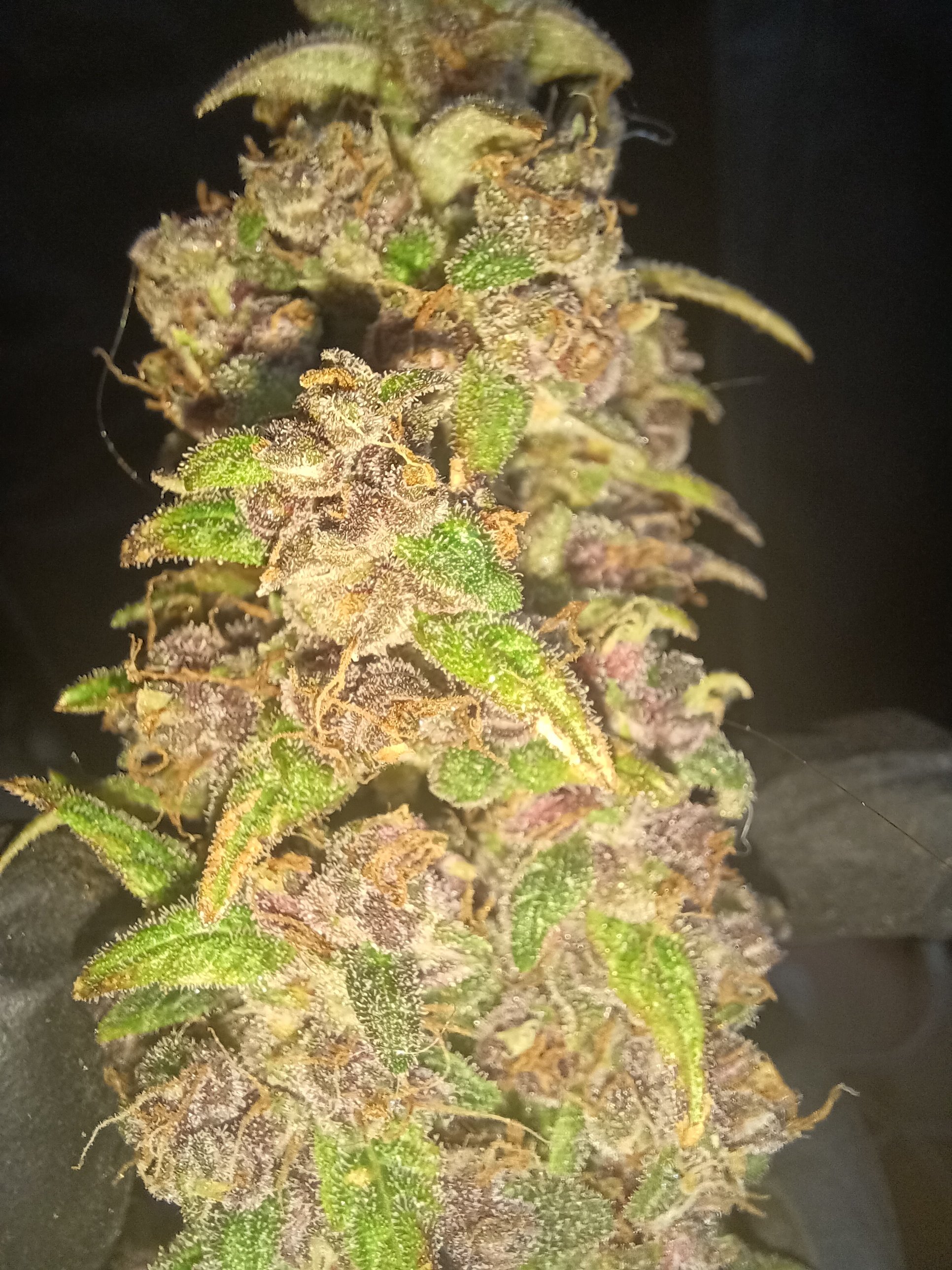 01-30-22_B1_D88_#1_Bud_Trimmed_Macro.jpg