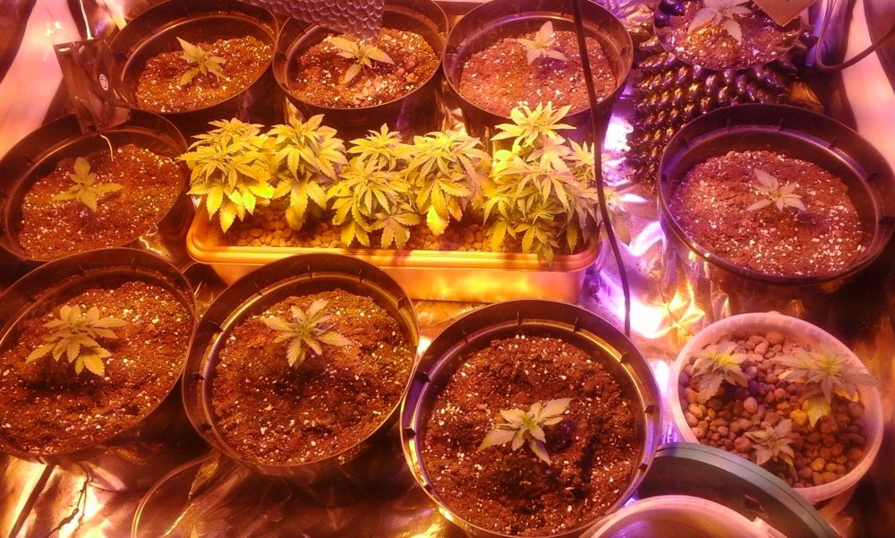 01 grow room.JPG