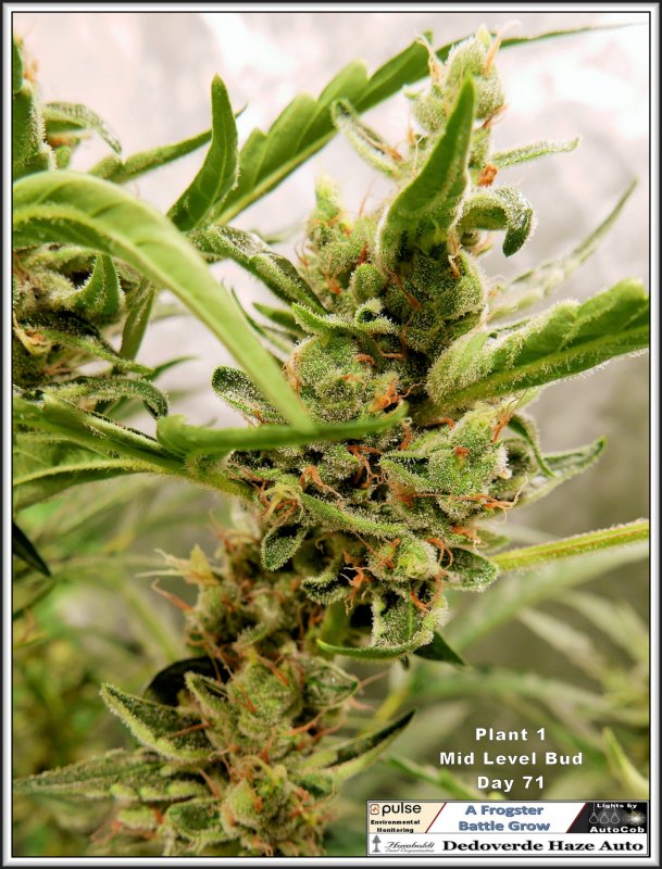 01st July 2019 Plant 1 Mid Level Bud .jpg