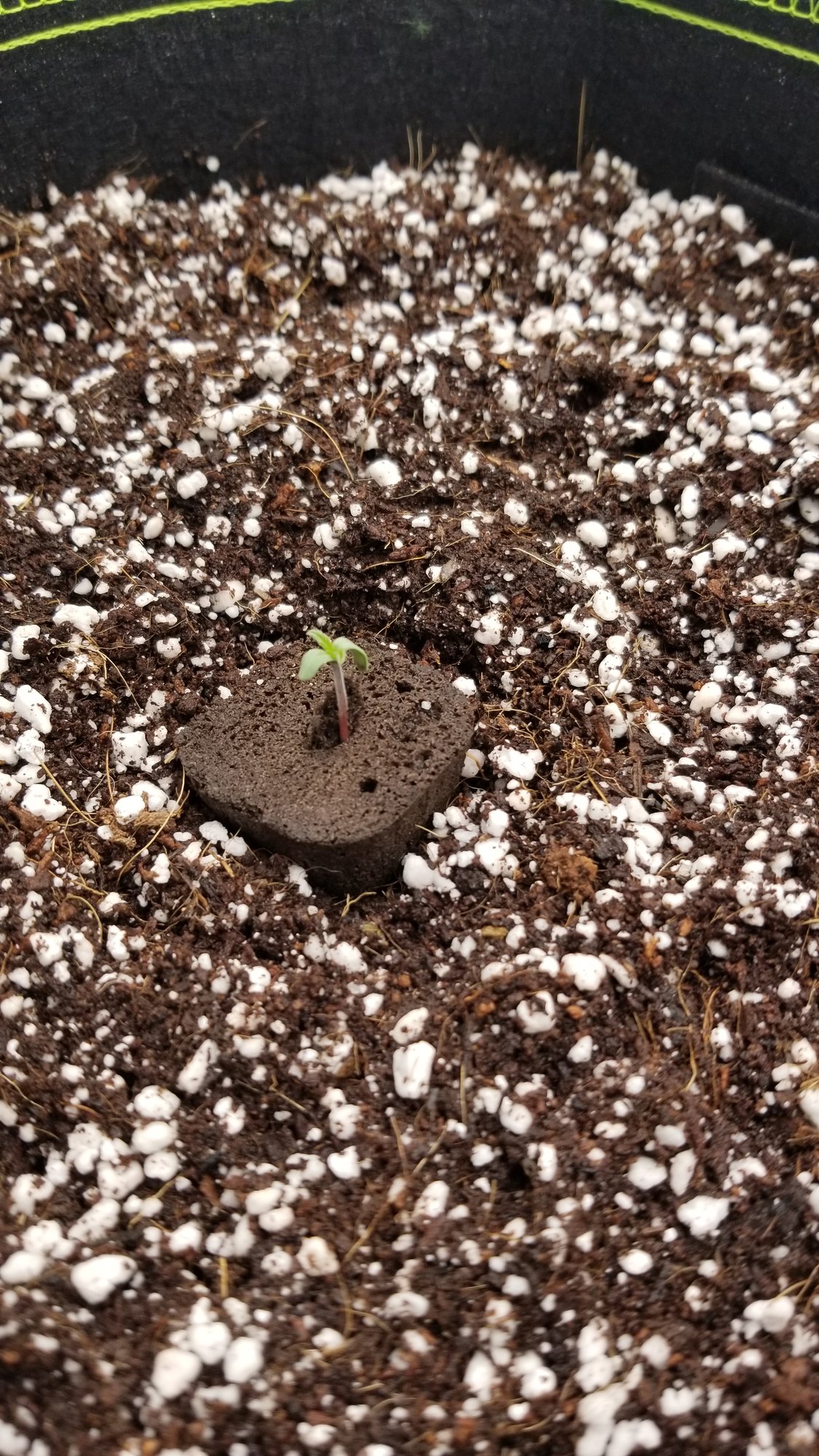 04.30.2020 Seedling.jpg