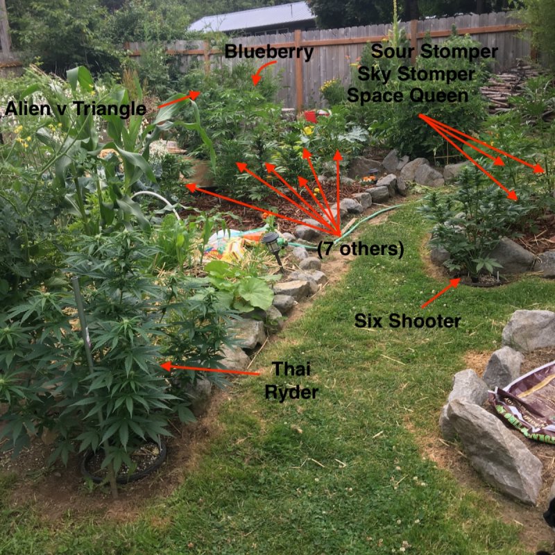 06.28.18_garden-annotated.jpg