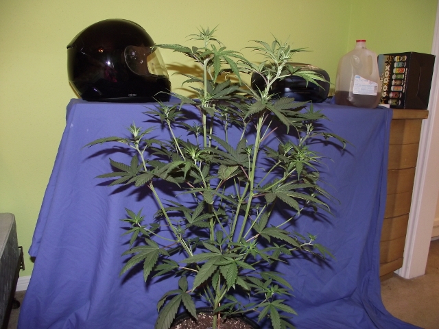 06272015grow2 004 (640x480).jpg