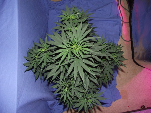 06272015grow2 005 (640x480).jpg