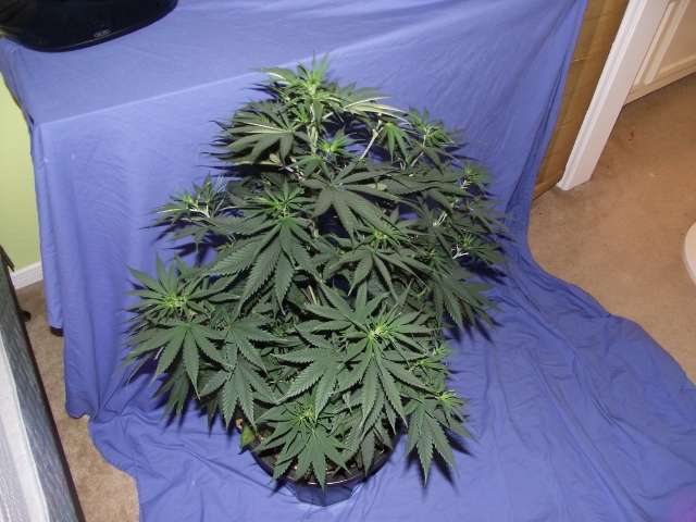 06272015grow2 006 (640x480).jpg