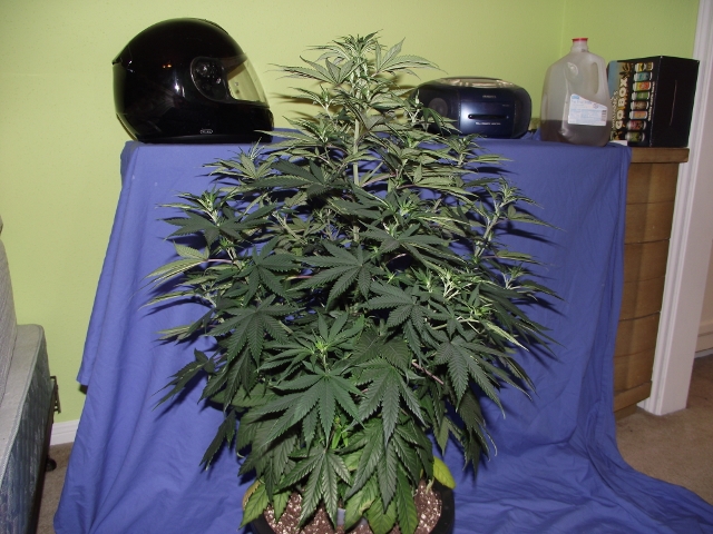 06272015grow2 007 (640x480).jpg