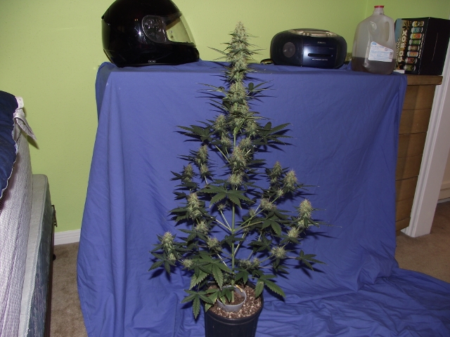 06272015grow2 010 (640x480).jpg