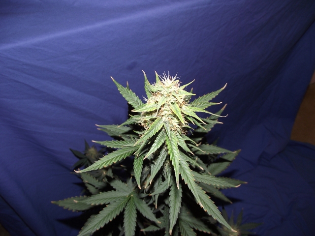 06272015grow2 011 (640x480).jpg