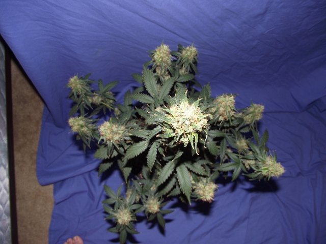 06272015grow2 012 (640x480).jpg