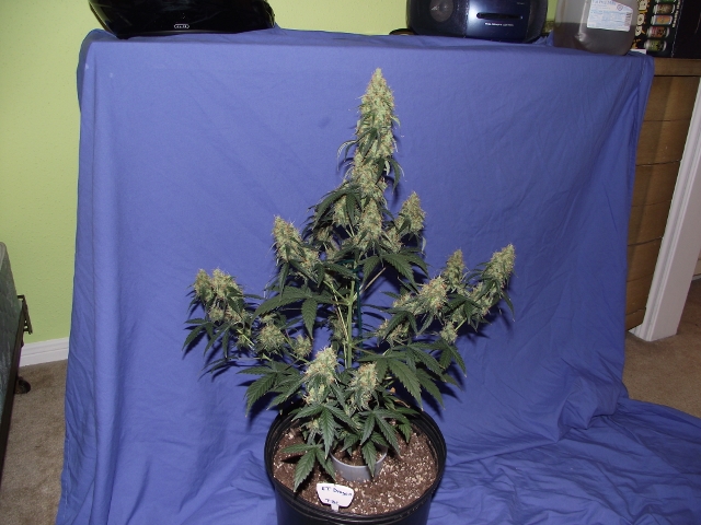 06272015grow2 013 (640x480).jpg