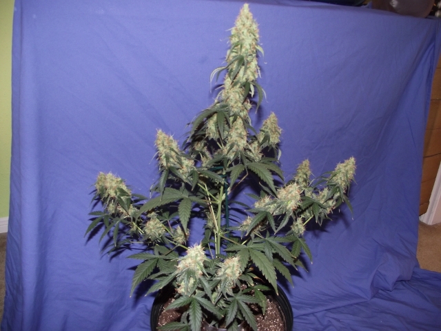 06272015grow2 014 (640x480).jpg