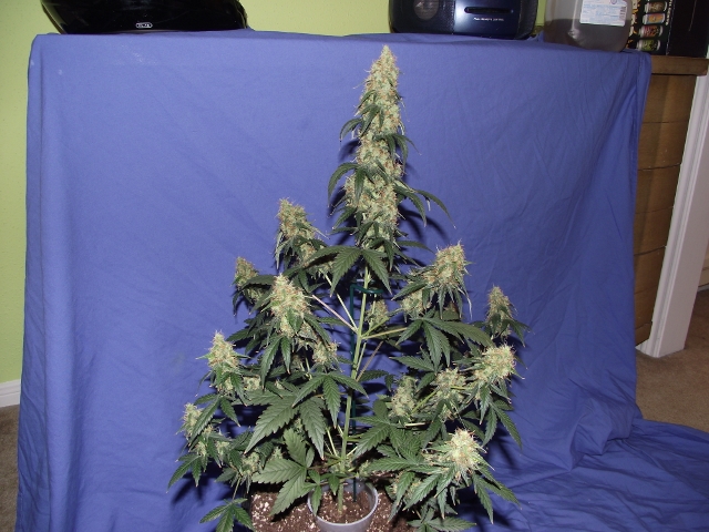 06272015grow2 015 (640x480).jpg