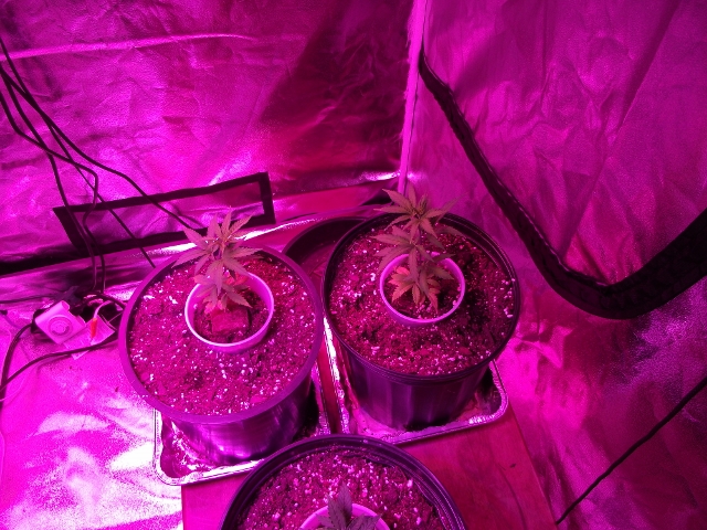 06272015grow2 017 (640x480).jpg