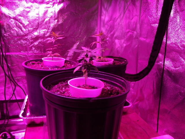 06272015grow2 019 (640x480).jpg