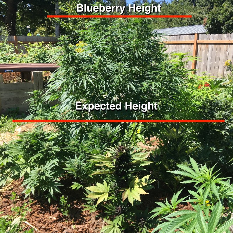 07.22.18_Blueberry-comparison.jpg