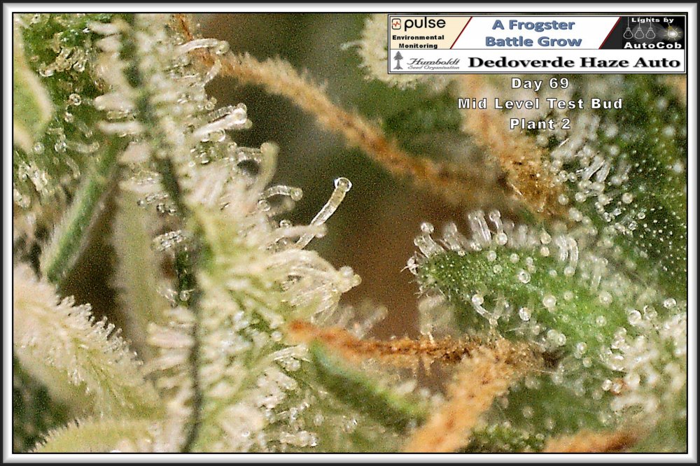 07th July 2019 Plant 2 Mid Level Test Bud 1.jpg