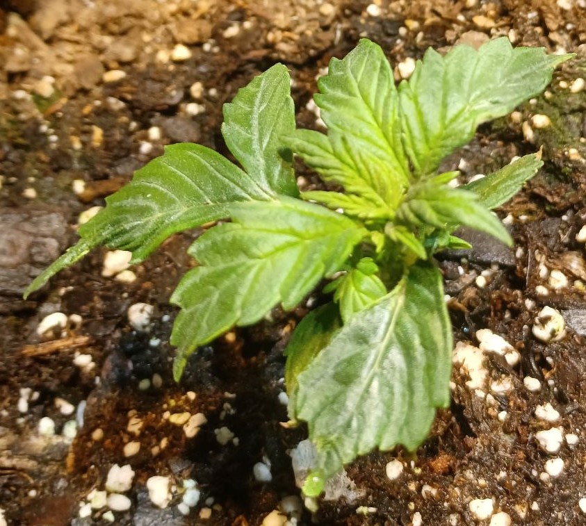 09-07-21_Day 14_Num_4_Bubba_Cropped_Deformed_Leaves.jpg