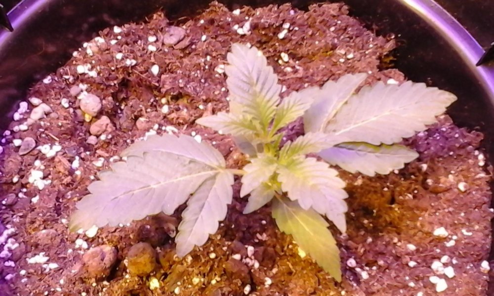 1. 3rd gen (attempt !) 2 week old incld germination.JPG