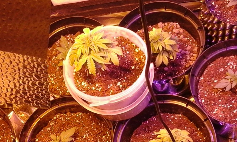 1. group shot in white bucket and behind are 2nd gen and transplanted last nite.JPG