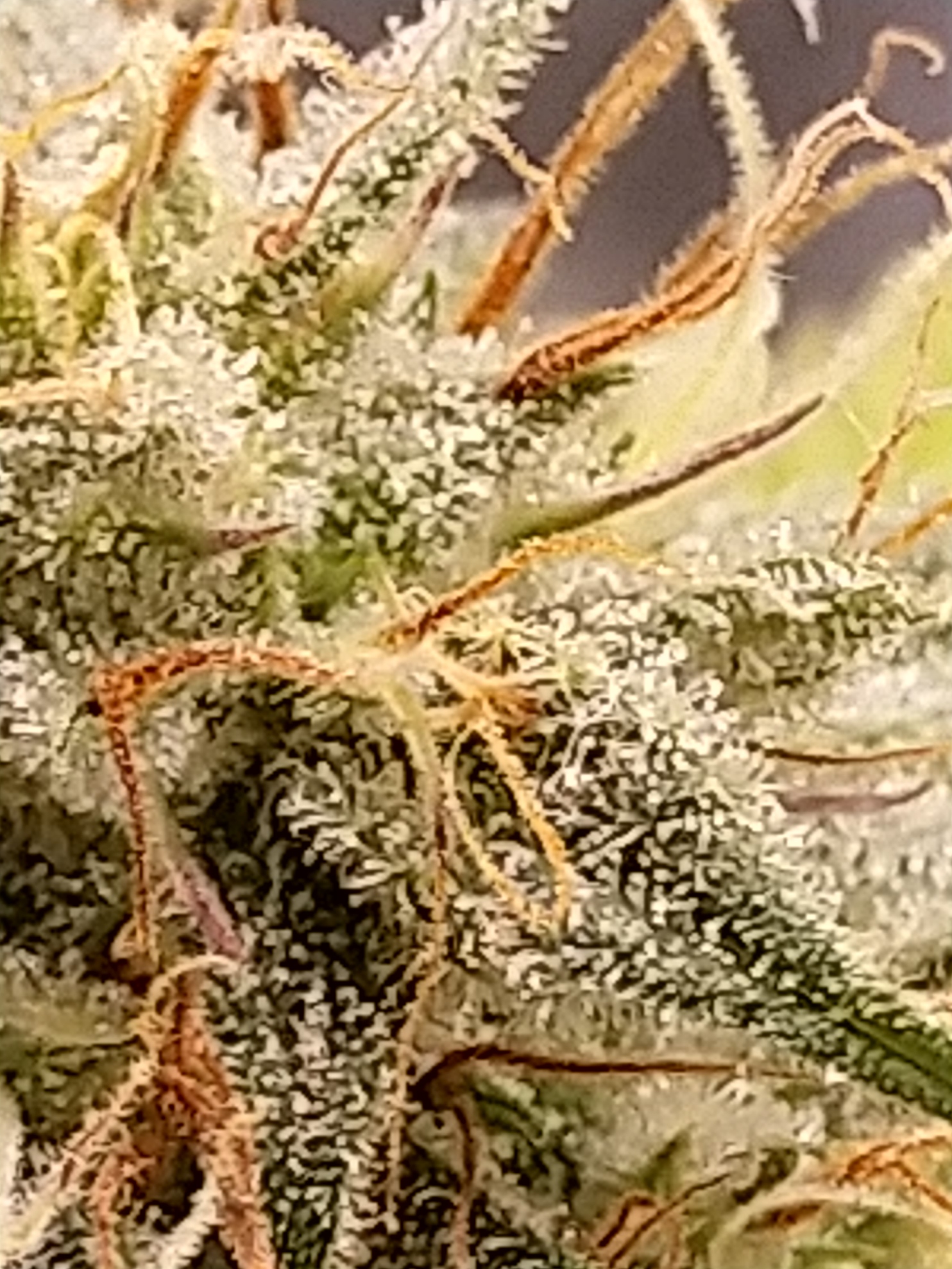 1 plant cola trichomes.jpg