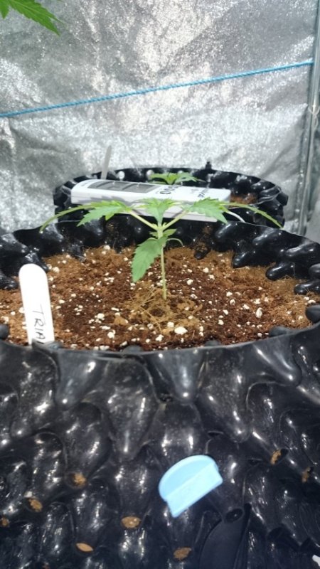 (1)Triangle Kush day 12.JPG