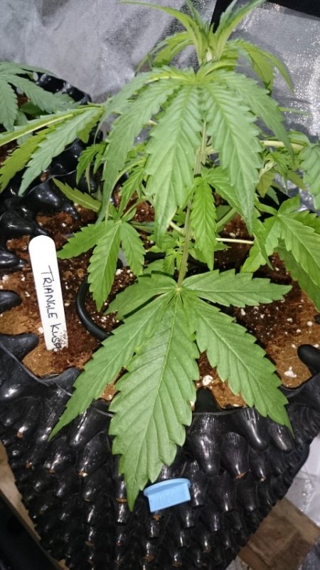 (1)Triangle kush day 21.JPG