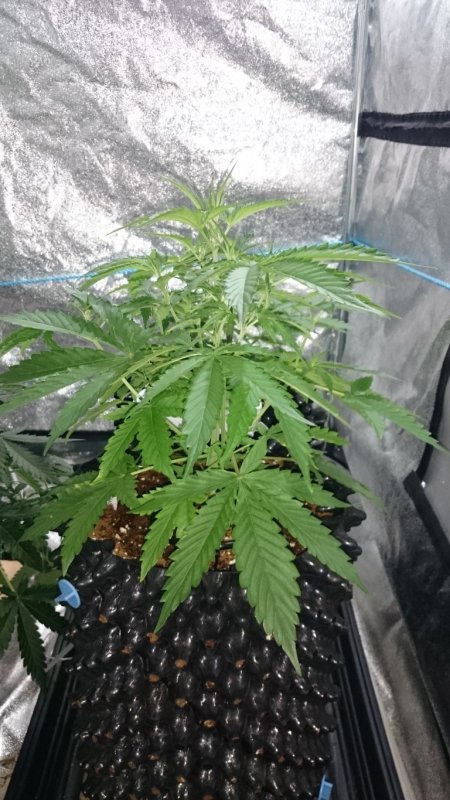 (1)Triangle Kush day  33.JPG