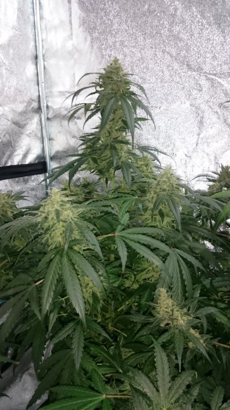 (1)Triangle Kush day 68.JPG