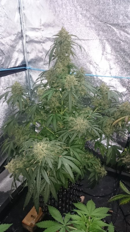 (1)Triangle Kush day 82.JPG