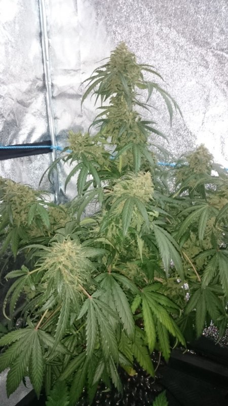 (1) Triangle Kush day 87.JPG