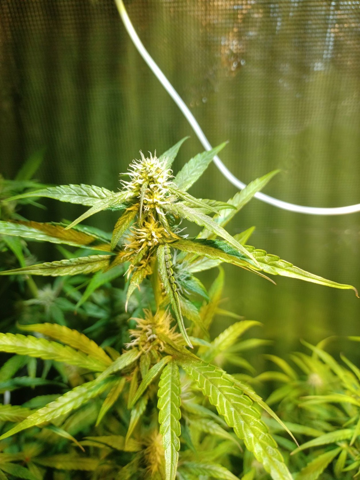 10-13-21_Day 50_#4_Bubba_Bud.jpg