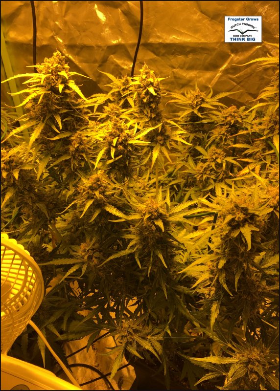 10 week plant 1.jpg