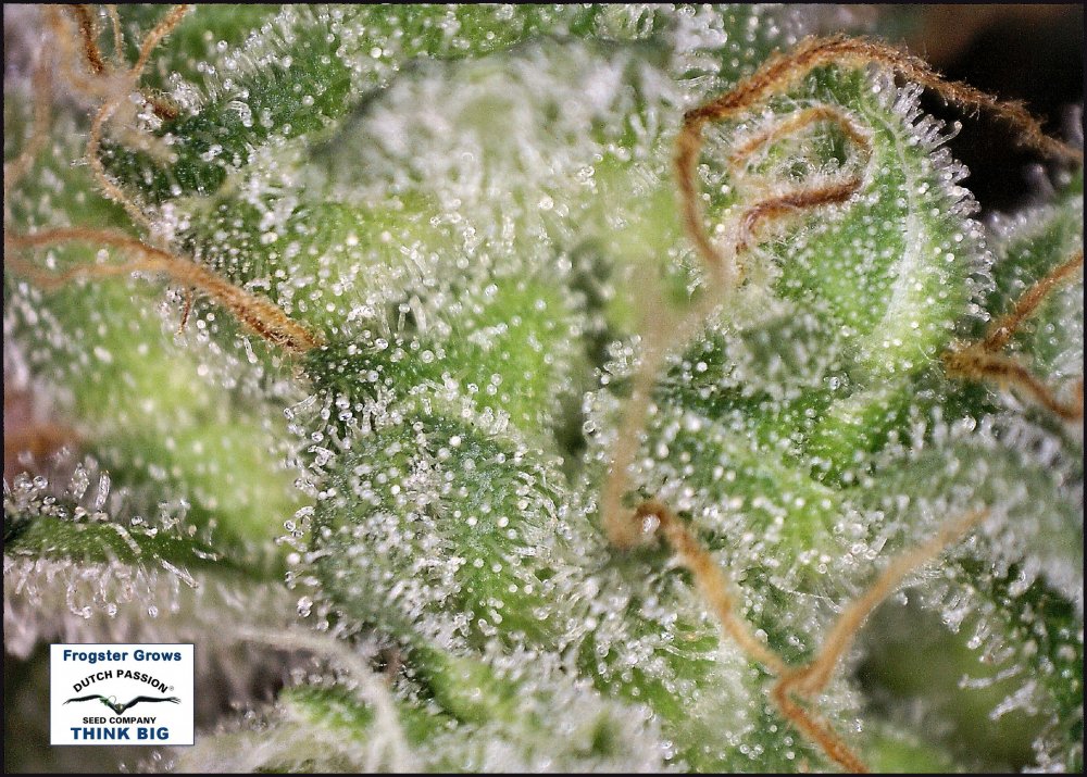 10 week test bud 3.jpg