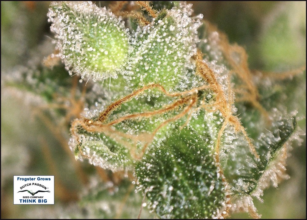 10 week test bud 4.jpg