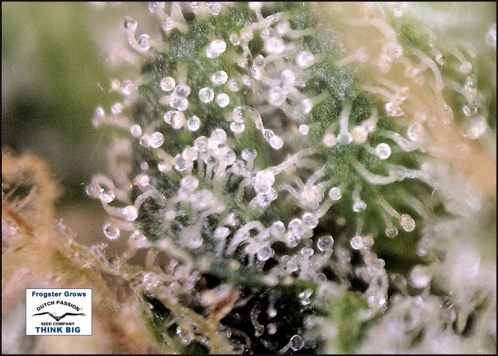 10 week test bud 5.jpg