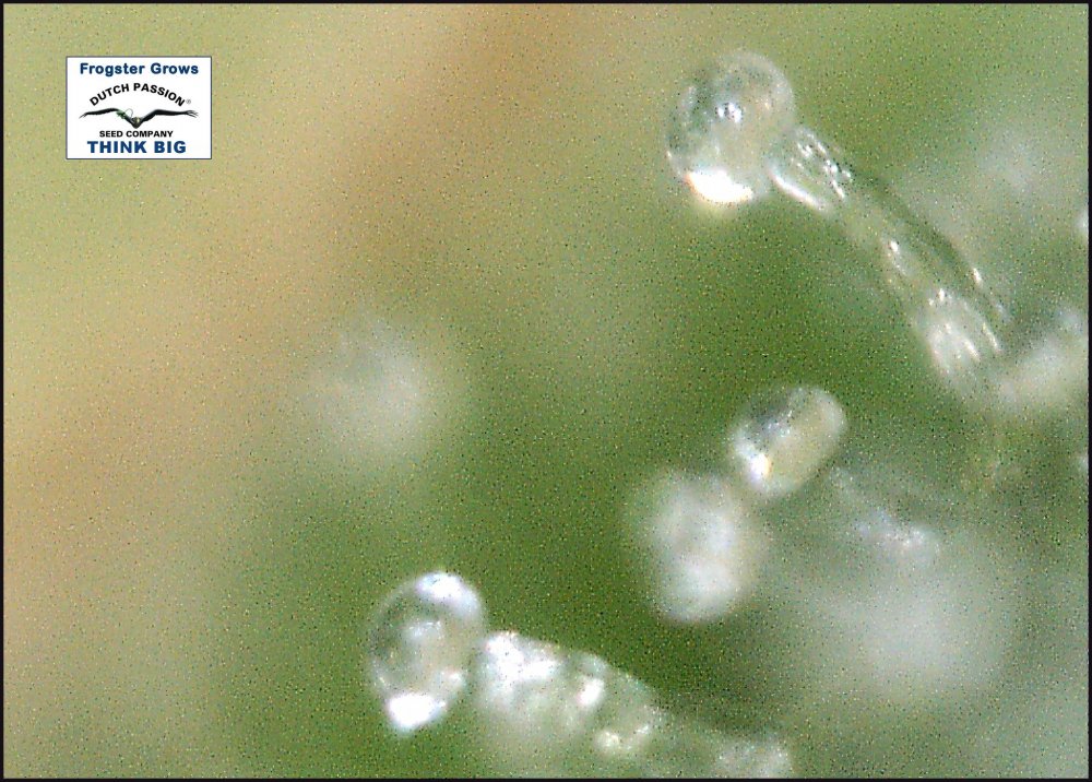 10 week test bud no 2 pic 2.jpg