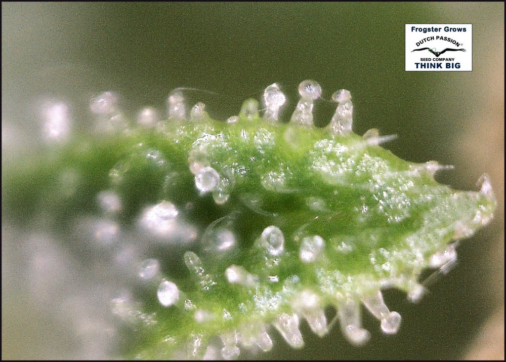 10 week test bud no 2 pic 3.jpg