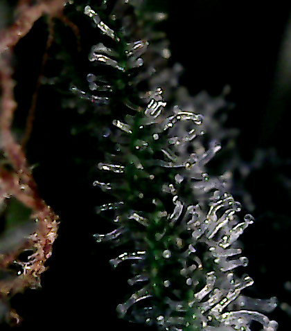 100 trichs.png