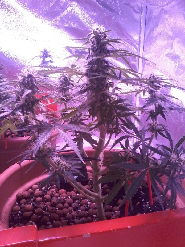 1012043_sensu-skunk-auto-round-2sensi-seedssensi-skunk-automatic.jpg