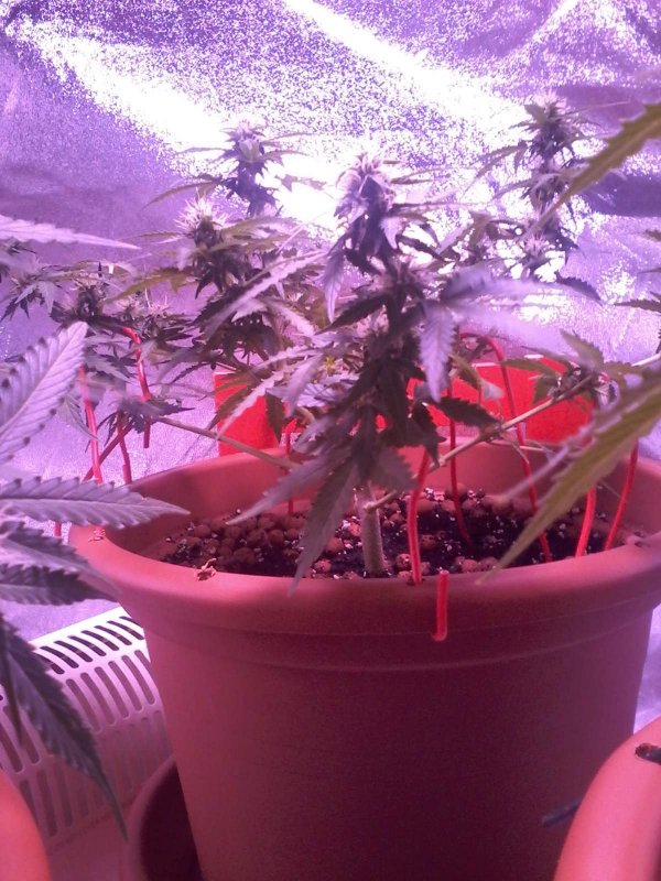 1012045_sensu-skunk-auto-round-2sensi-seedssensi-skunk-automatic.jpg