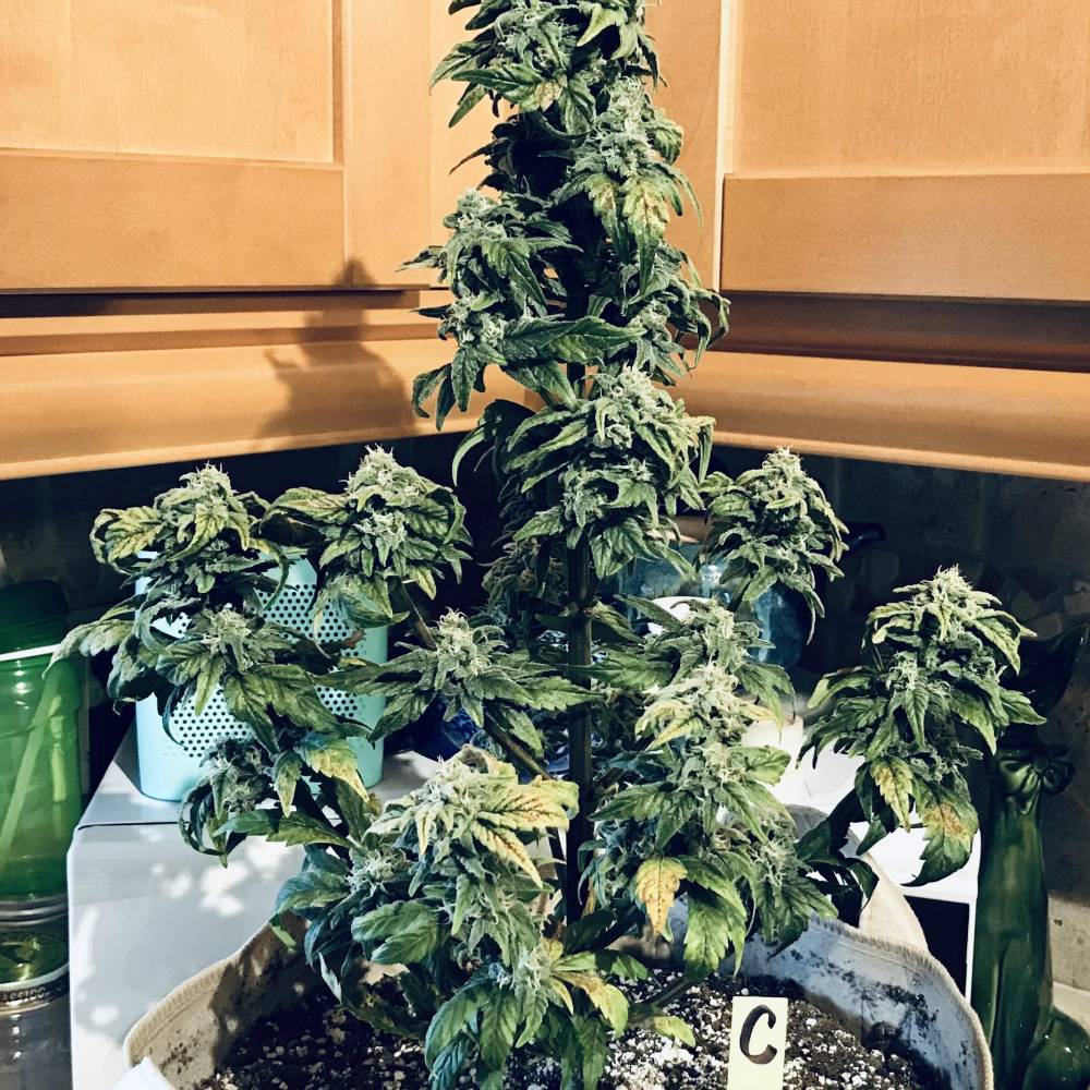 1069274_mom-s-3rd-indoor-grow-sour-crackmephisto-geneticssour-crack_xl.jpg