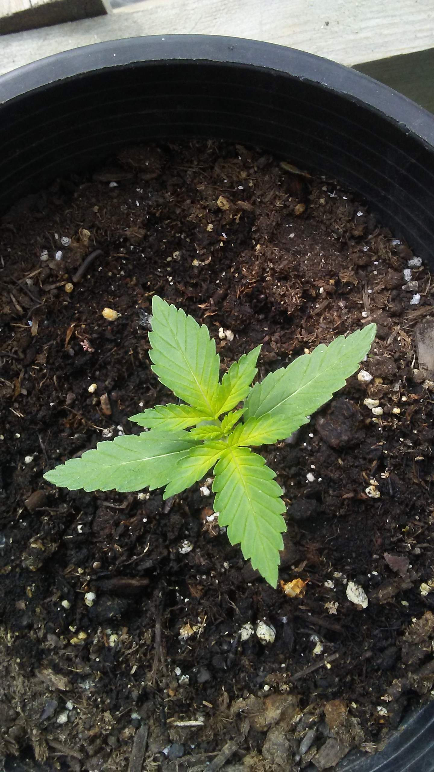 1096893_plantie2green-house-seedswhite-widow-auto.jpg