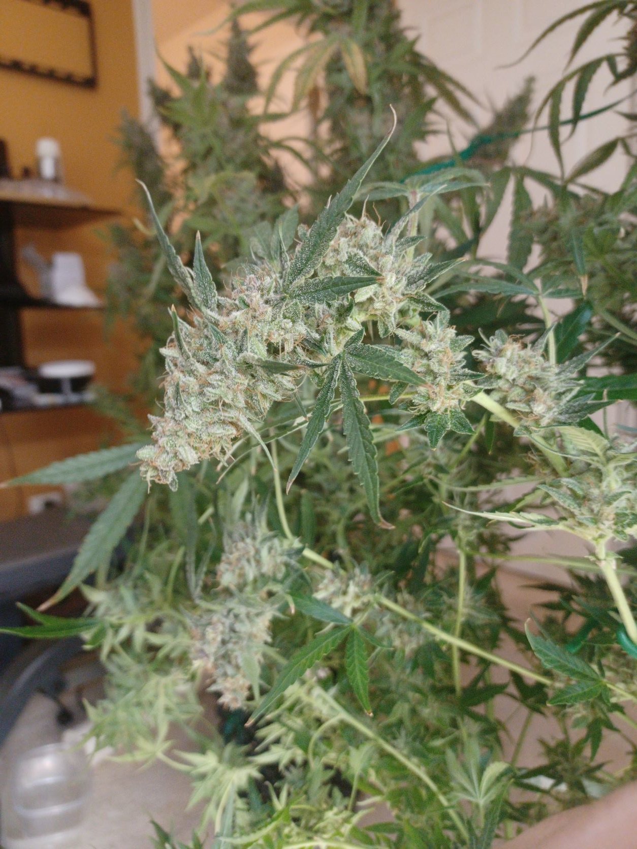 11-21-21_Day 88_#4_Bubba_Side_Bud(2).jpg