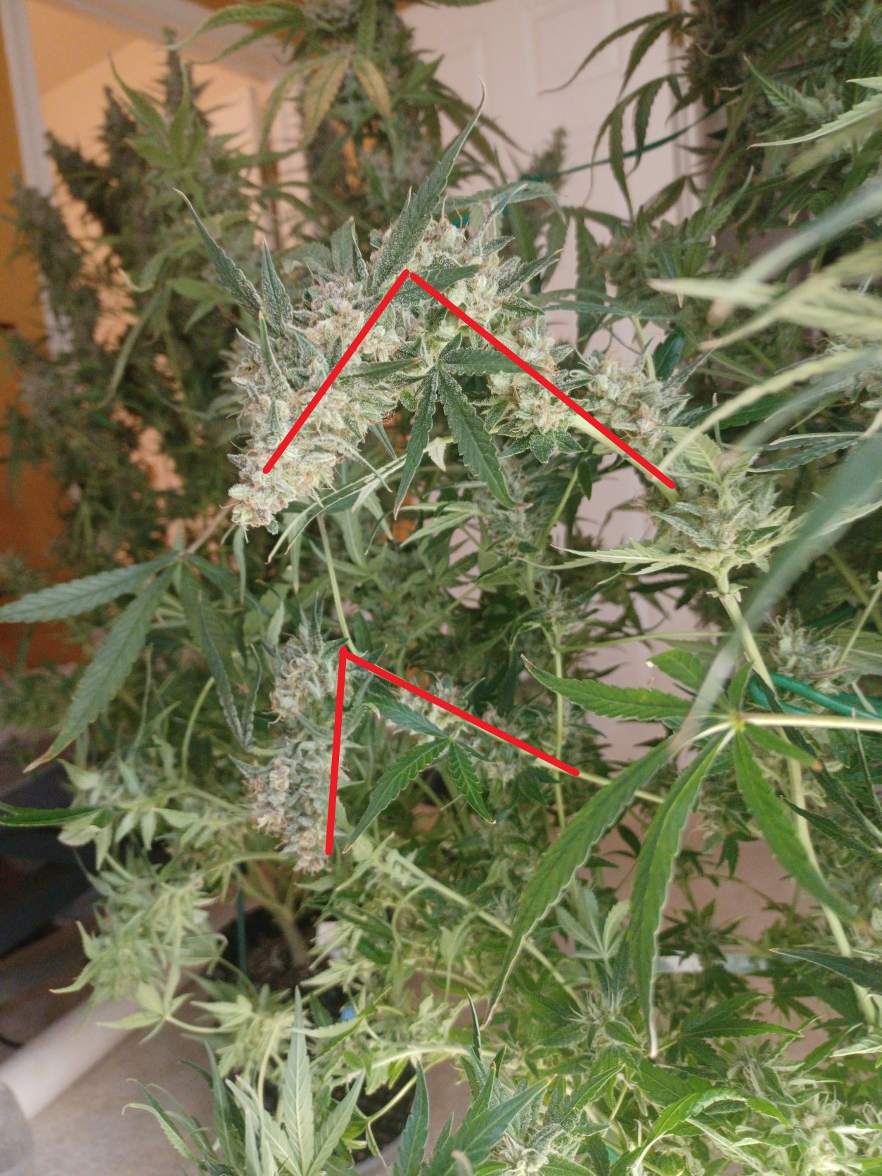 11-21-21_Day 88_#4_Bubba_Side_Bud_Annotated.jpg