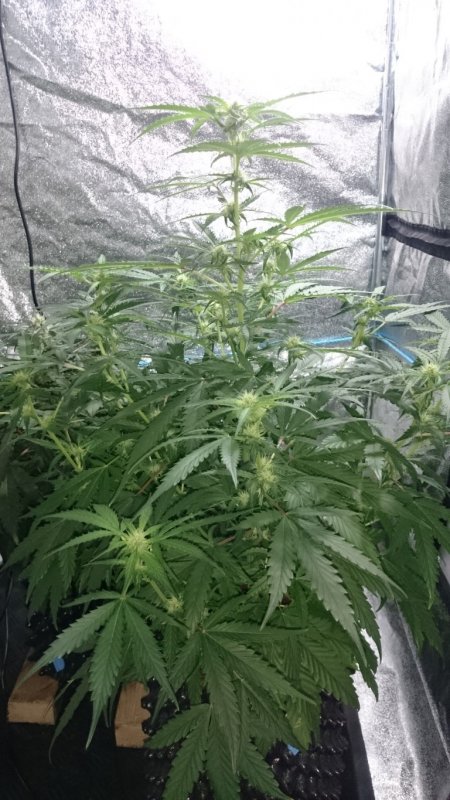 (11) Mephisto Triangle Kush day 39.JPG