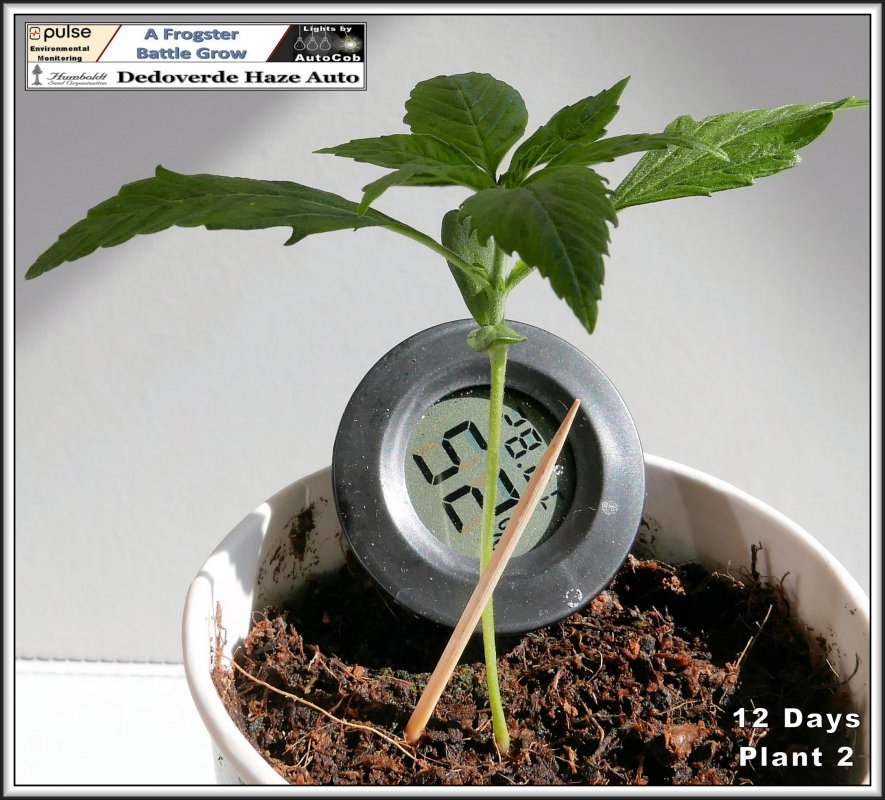 12 Days Plant 2.jpg